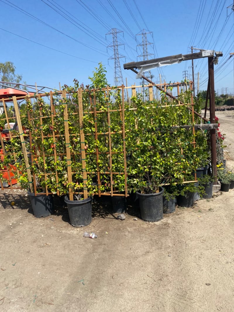 Photo for Trachelospermum jasminoides (Espalier) (Espaliered Star Jasmine)