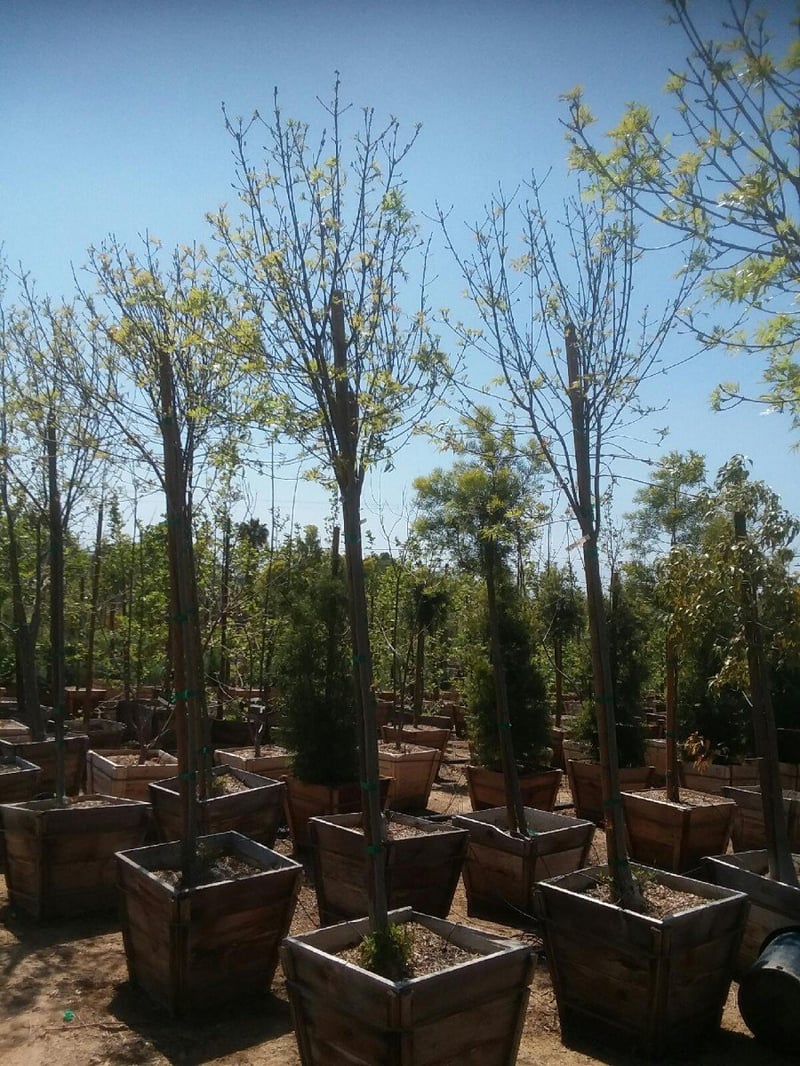 Photo for Fraxinus angustifolia oxycarpa 'Raywood' (Raywood Ash)
