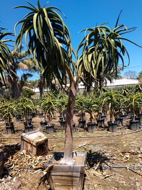 Photo for Aloe barberae (A. bainesii) (Tree Aloe)