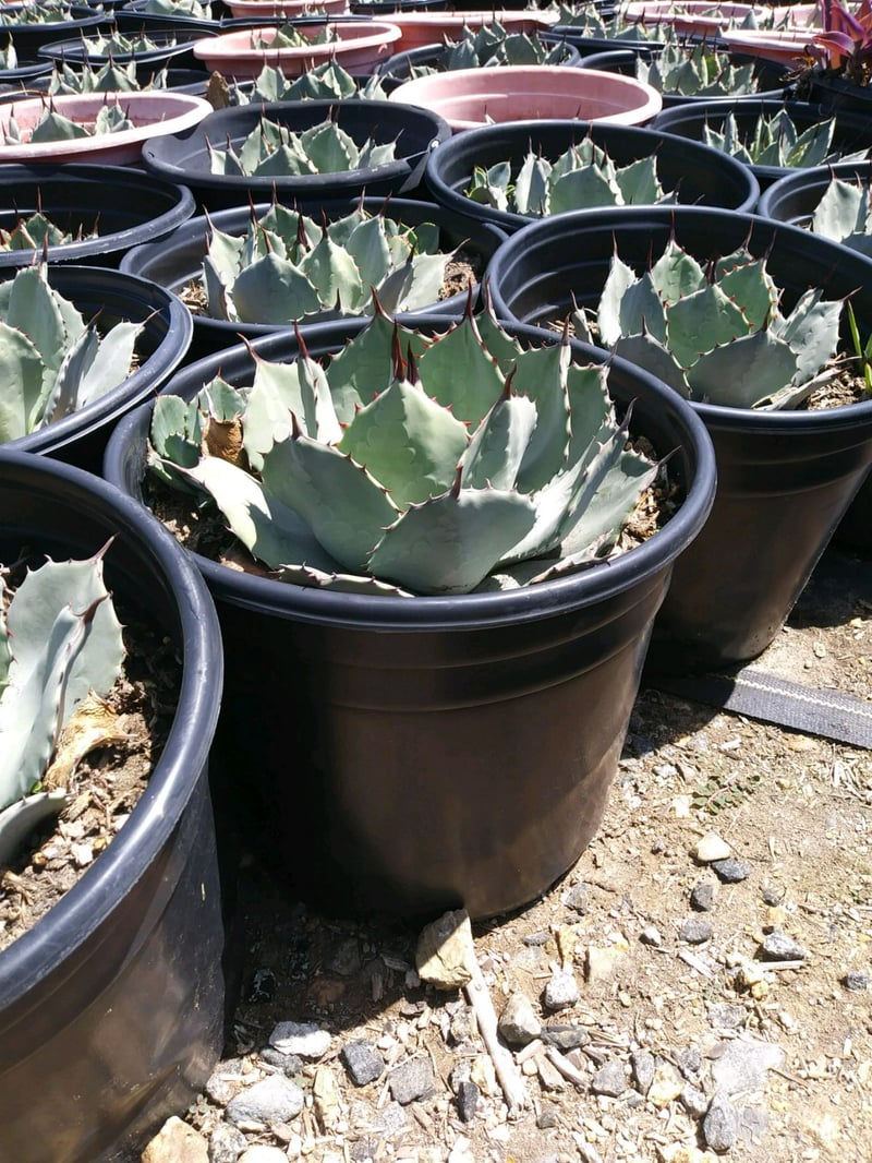 Photo for Agave parryi (Parry's Agave)