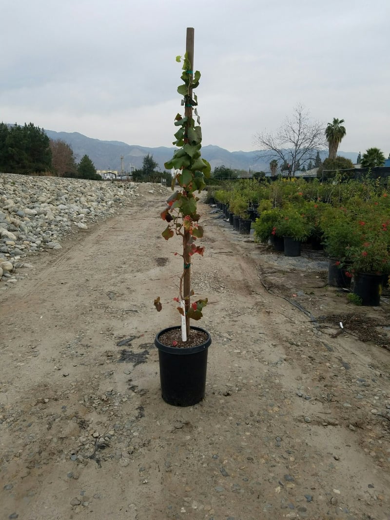 Photo for Vitis 'Roger's Red' (Roger's California Grape)