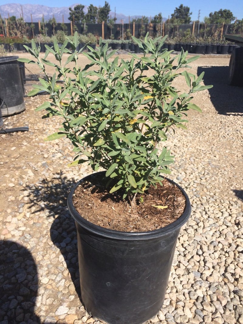 Photo for Salvia clevelandii 'Winnifred Gilman' (Sage 'Winnifred Gillman')
