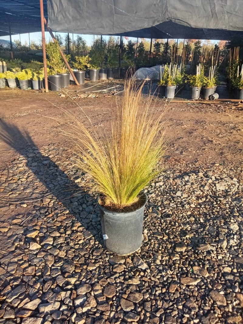 Photo for Nassella tenuissima 'Pony Tails'  (Mexican Feathergrass)