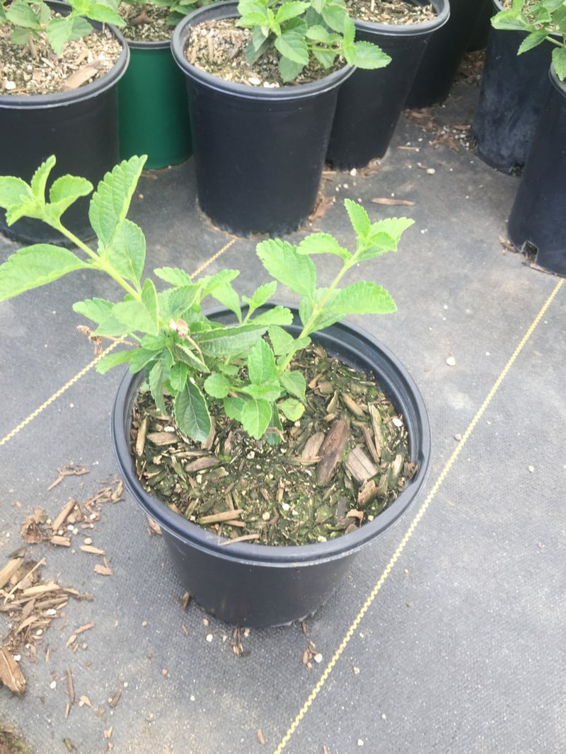 Photo for Lantana x 'New Gold' (New Gold Lantana)