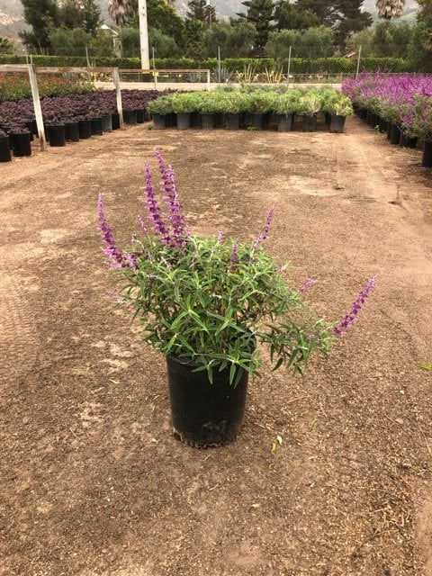 Photo for Salvia leucantha ‘Santa Barbara’ (Santa Barbara Sage)