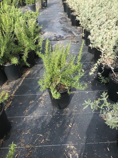 Photo for Rosmarinus officinalis 'Tuscan Blue' (Tuscan Blue Rosemary)
