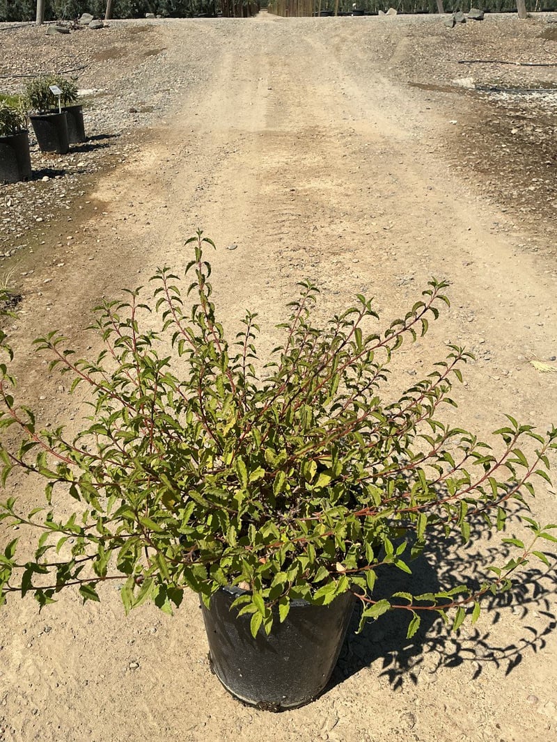 Photo for Cistus hybridus (White Rockrose)
