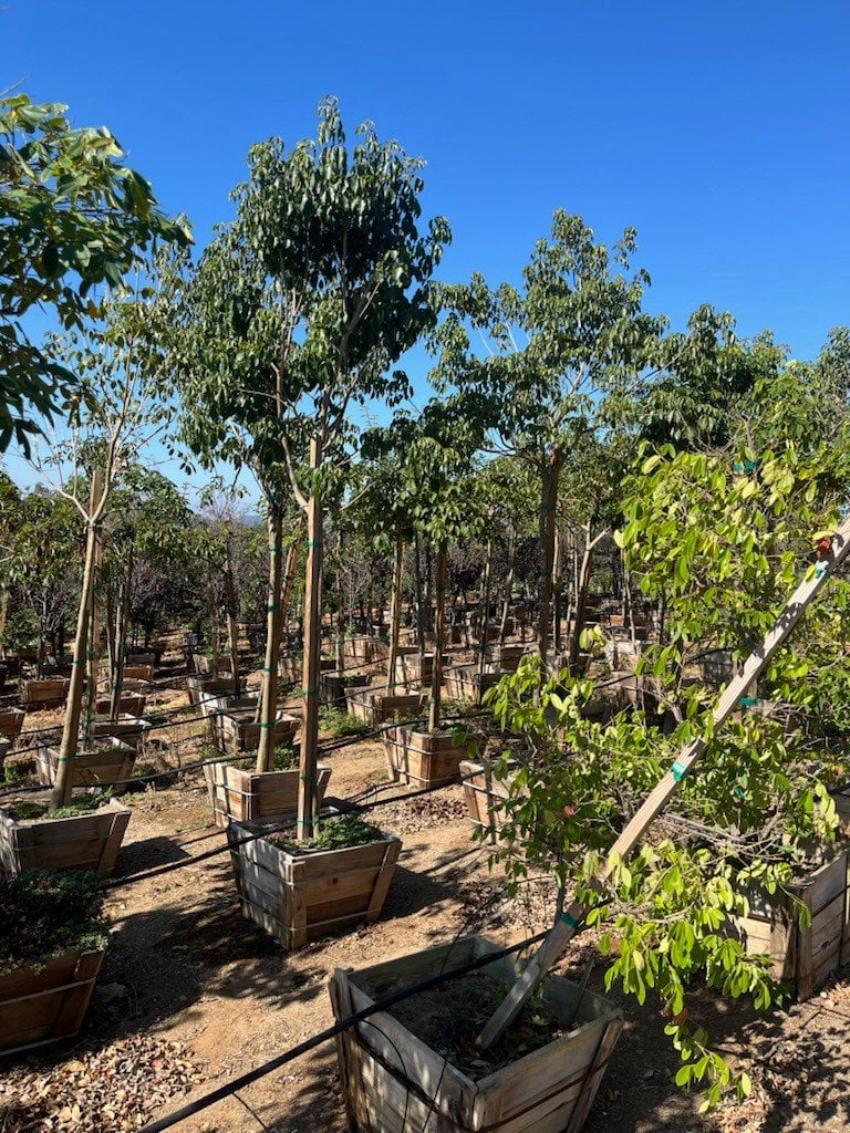 Photo for Tabebuia heterophylla (Pink Trumpet Tree)