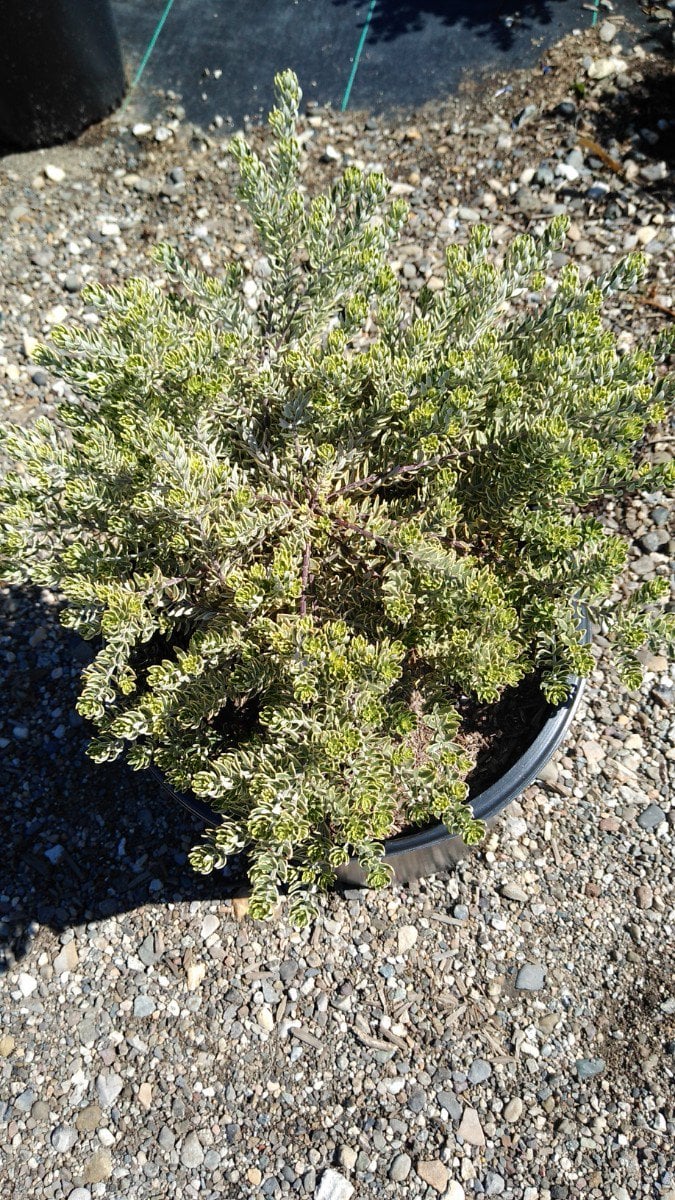 Photo for Westringia fruticosa 'Morning Light' (Morning Light Coast Rosemary)