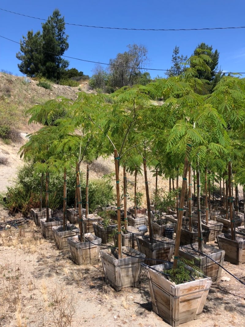 Photo for Albizia julibrissin (Mimosa Tree, Silk Tree)