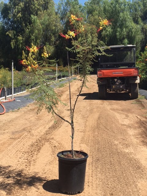 Photo for Caesalpinia gilliesii (Poinciana)