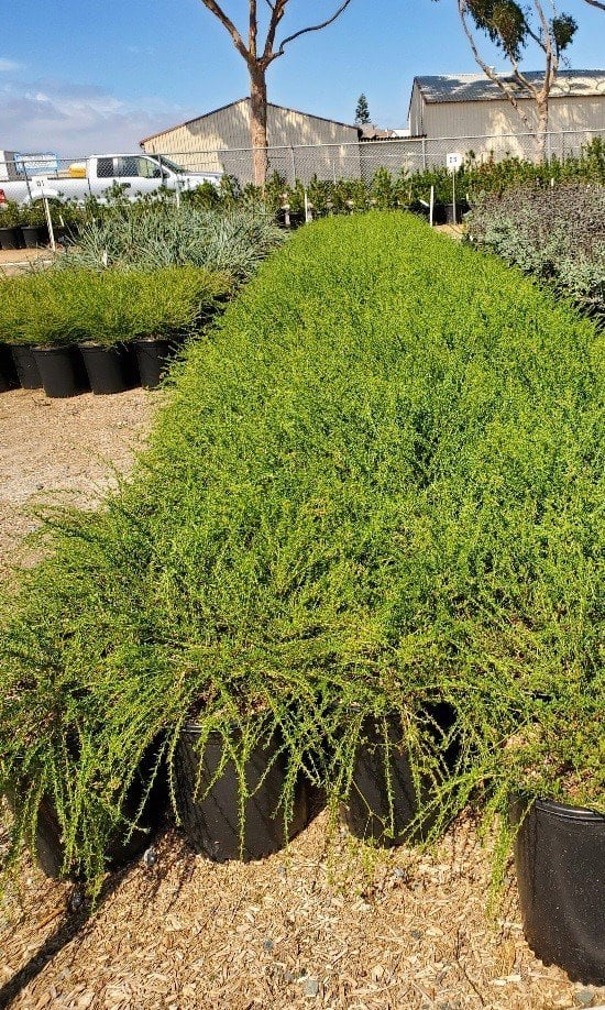 Photo for Eriogonum fasciculatum 'Bruce Dickinson' (Bruce Dickinson California Buckwheat )