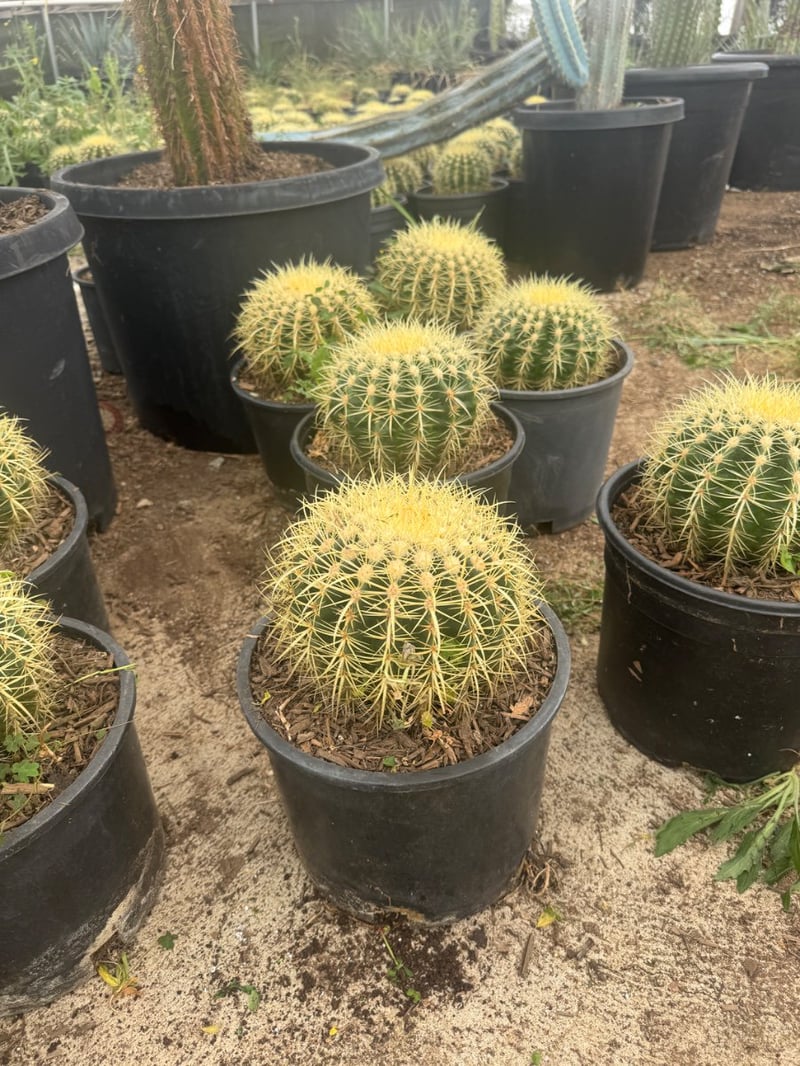 Photo for Echinocactus grusonii (Golden Barrel Cactus)
