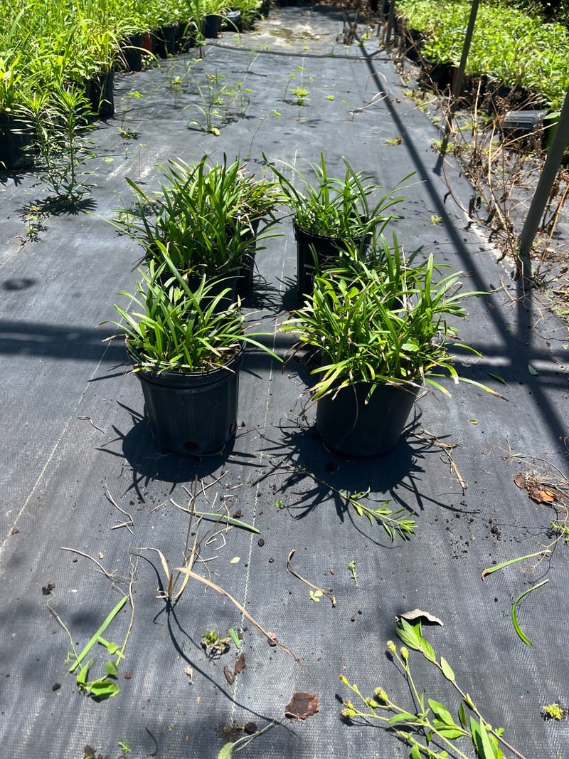 Photo for Liriope muscari 'Big Blue' (Big Blue Liriope)