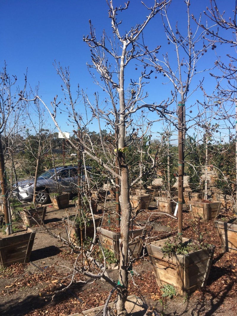 Photo for Liquidambar styraciflua 'Rotundiloba' (Sweet Gum)