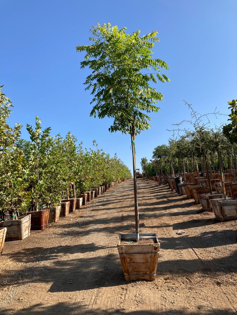 Photo for Koelreuteria bipinnata (Chinese Flame Tree)