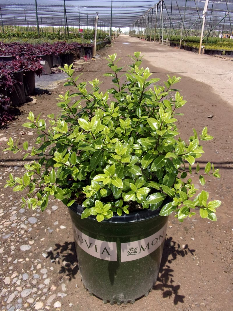 Photo for Pittosporum tenuifolium 'Golf Ball' (Golf Ball Kohuhu)
