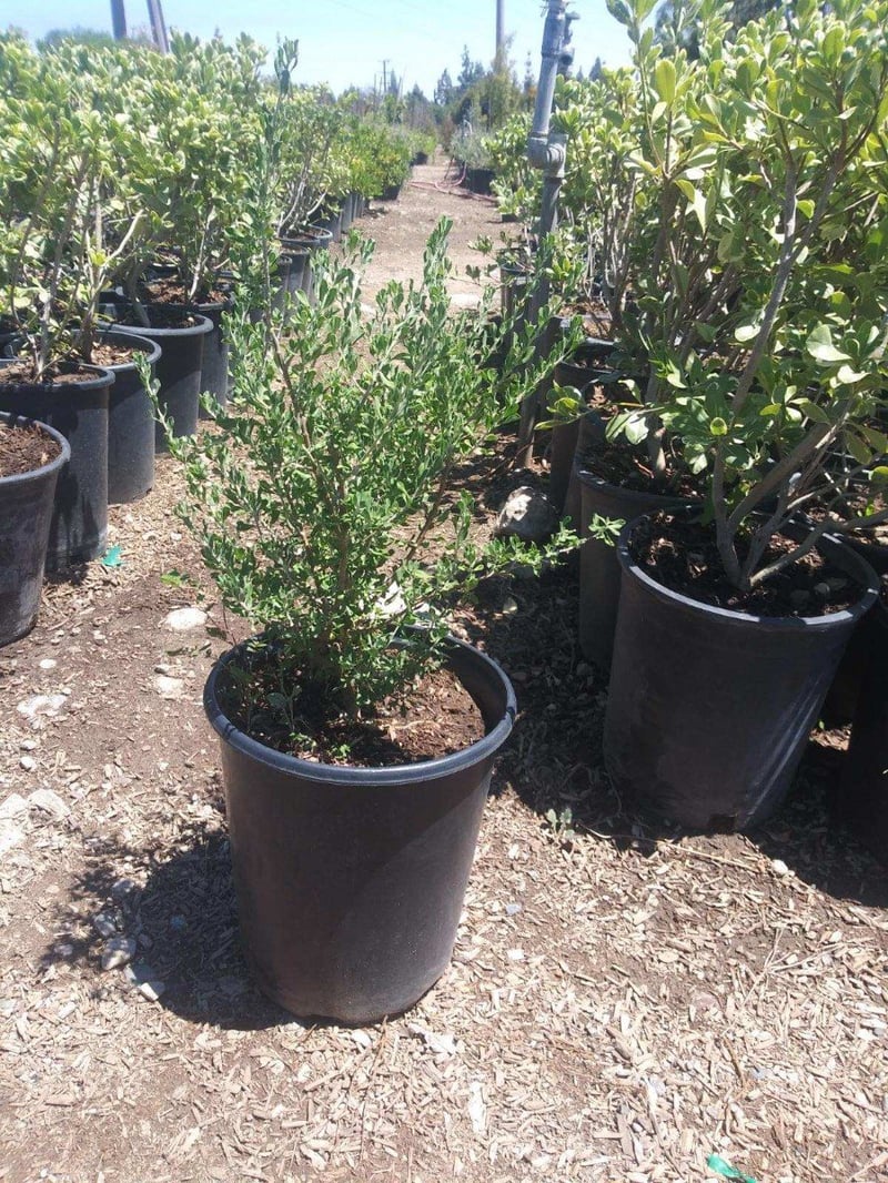 Photo for Leucophyllum langmaniae 'Rio Bravo' (Rio Bravo Texas Ranger)