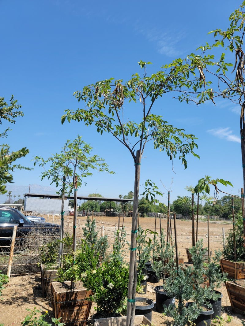 Photo for Tabebuia chrysotricha (Handroanthus chrysotrichus) (Golden Trumpet Tree)