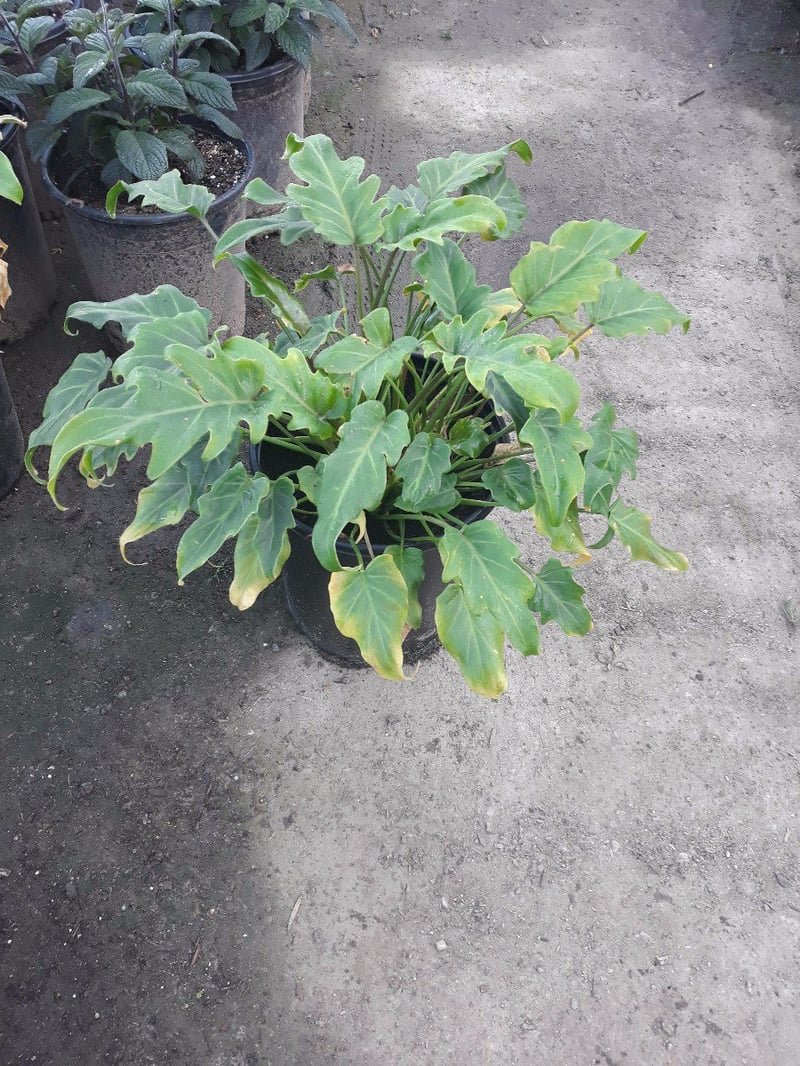 Photo for Philodendron Xanadu 'Winterbourn' (Winterbourn Philodendron)