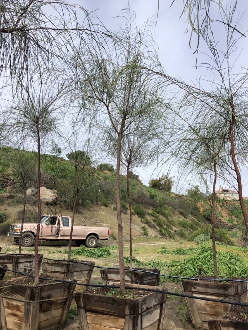 Photo for Acacia stenophylla (Shoe-String Acacia)
