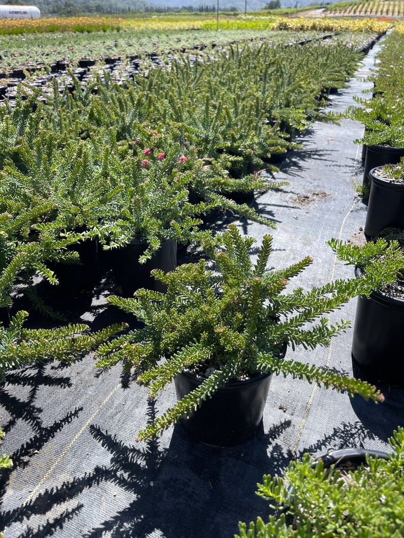 Photo for Grevillea lanigera 'Mt. Tamboritha' (Mt. Tamboritha Wooly Grevillea)