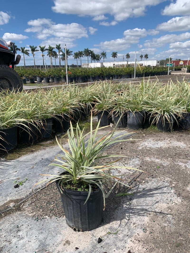 Photo for Ophiopogon intermedius 'Argenteomarginatus' (Aztec Grass)