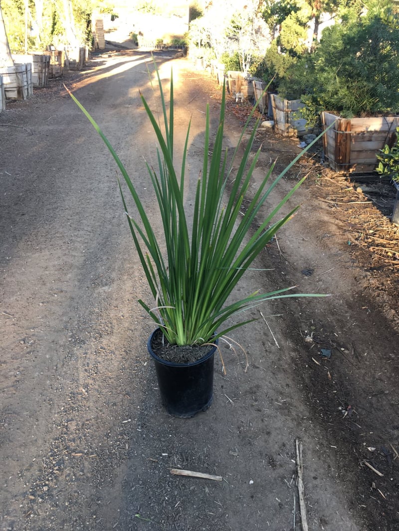 Photo for Dietes vegeta (Moraea iridioides) (Fortnight Lily)