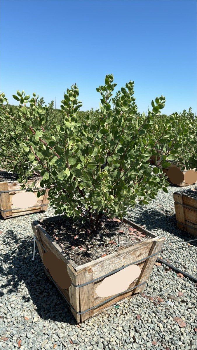 Photo for Arctostaphylos manzanita 'Dr. Hurd' (Dr. Hurd Manzanita)