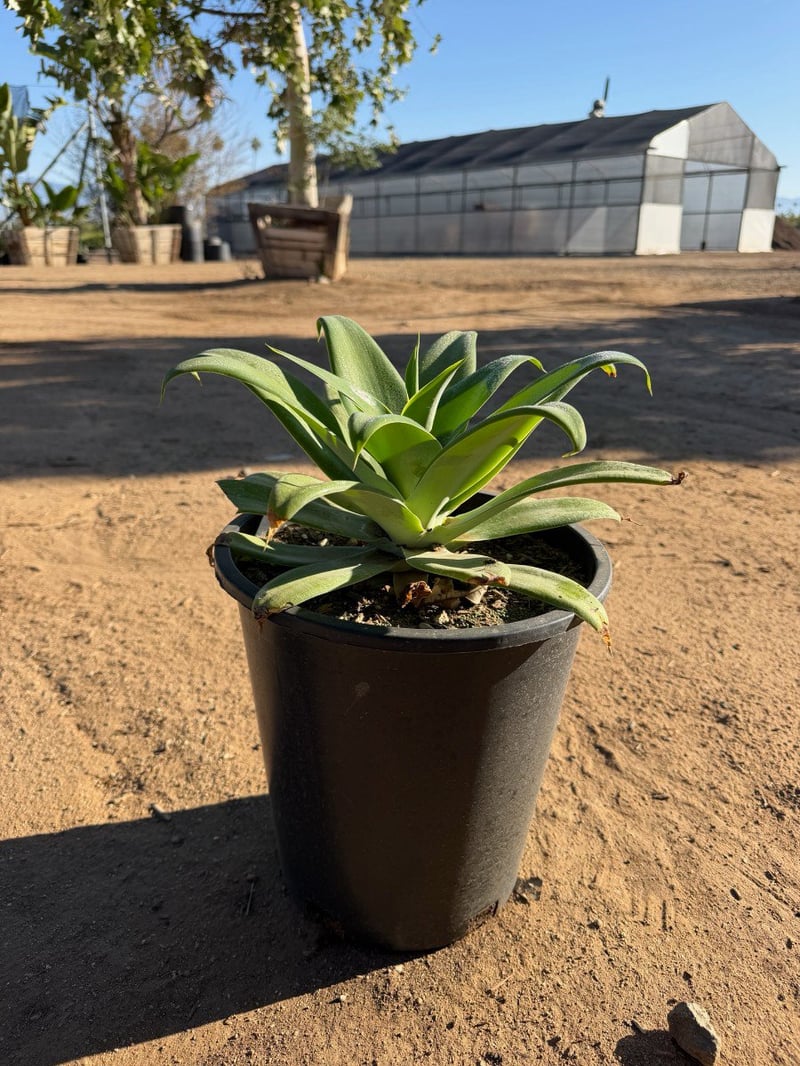 Photo for Agave attenuata (Fox Tail Agave)