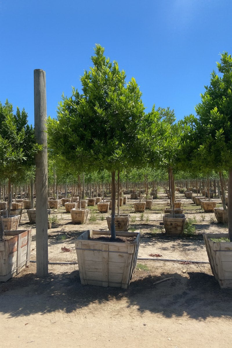 Photo for Prunus caroliniana (Standard) (Cherry Laurel Tree)