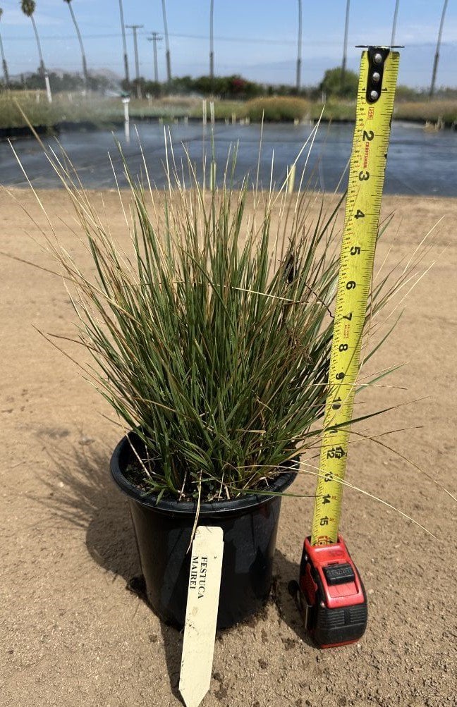 Photo for Festuca mairei (Atlas Fescue)