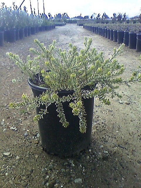 Photo for Westringia fruticosa 'Morning Light' (Morning Light Coast Rosemary)