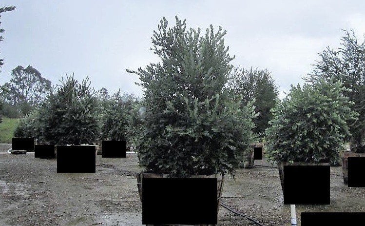 Photo for Metrosideros excelsa (New Zealand Christmas Tree)