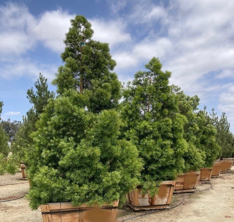 Photo for Podocarpus gracilior (Fern Pine)