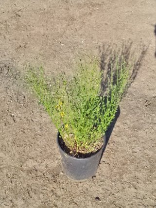 Photo for Lotus scoparius (Acmispon glaber) (Deer Weed)