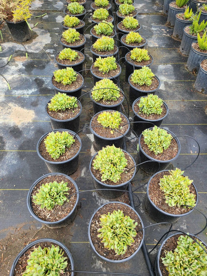Photo for Crassula arborescens 'Blue Waves' (Blue Waves Dwarf Jade Plant)