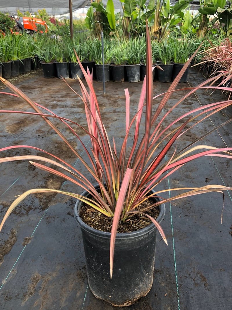 Photo for Phormium 'Maori Sunrise' ('Rainbow Sunrise') (Maori Sunrise New Zealand Flax)