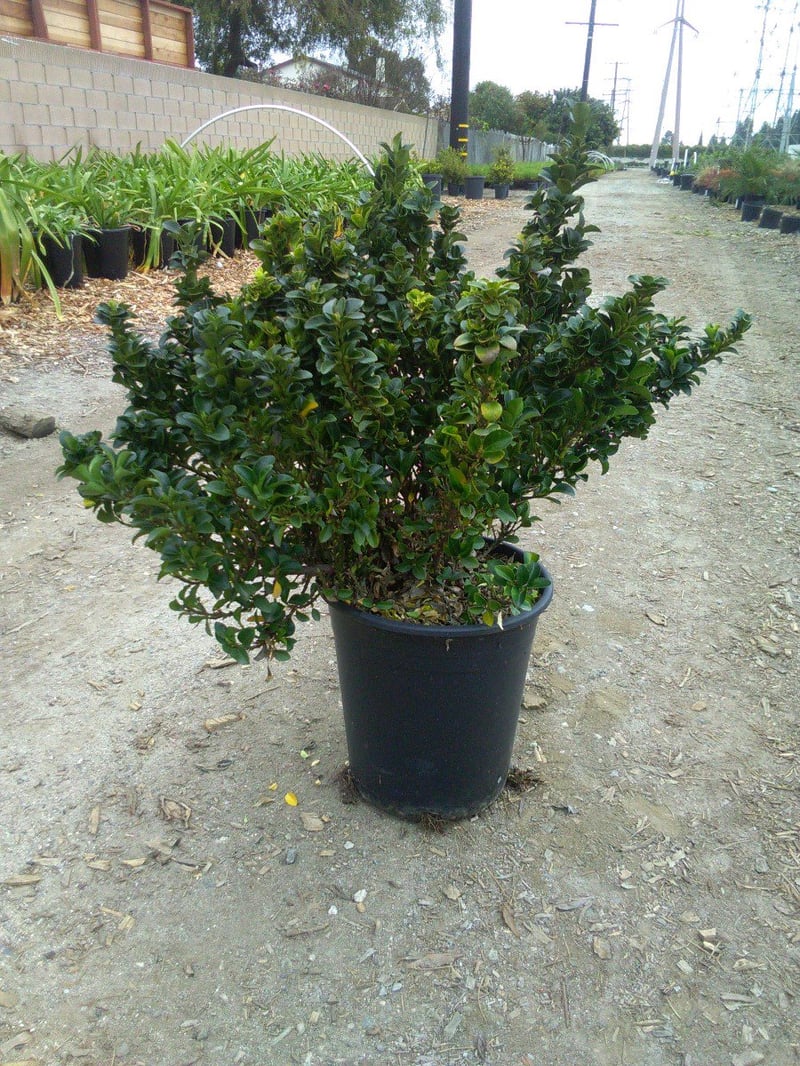 Photo for Euonymus japonicus 'Green Spire' (Green Spire Euonymus)