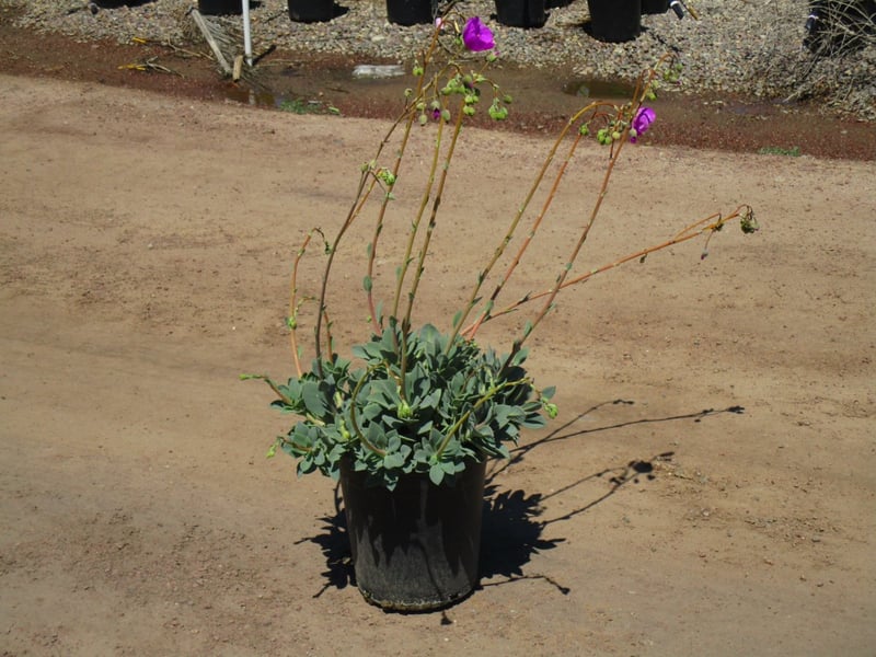 Photo for Calandrinia grandiflora (Rock Purslane)