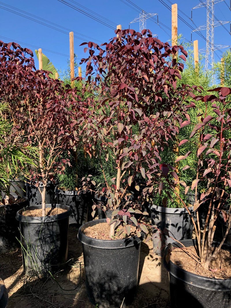 Photo for Euphorbia cotinifolia (Caribbean Copper Plant )