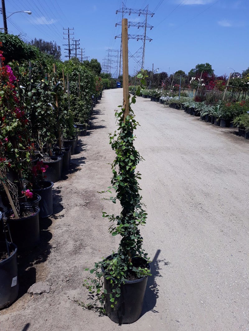 Photo for Ficus pumila (F. repens) (Creeping Fig, Fig Ivy)