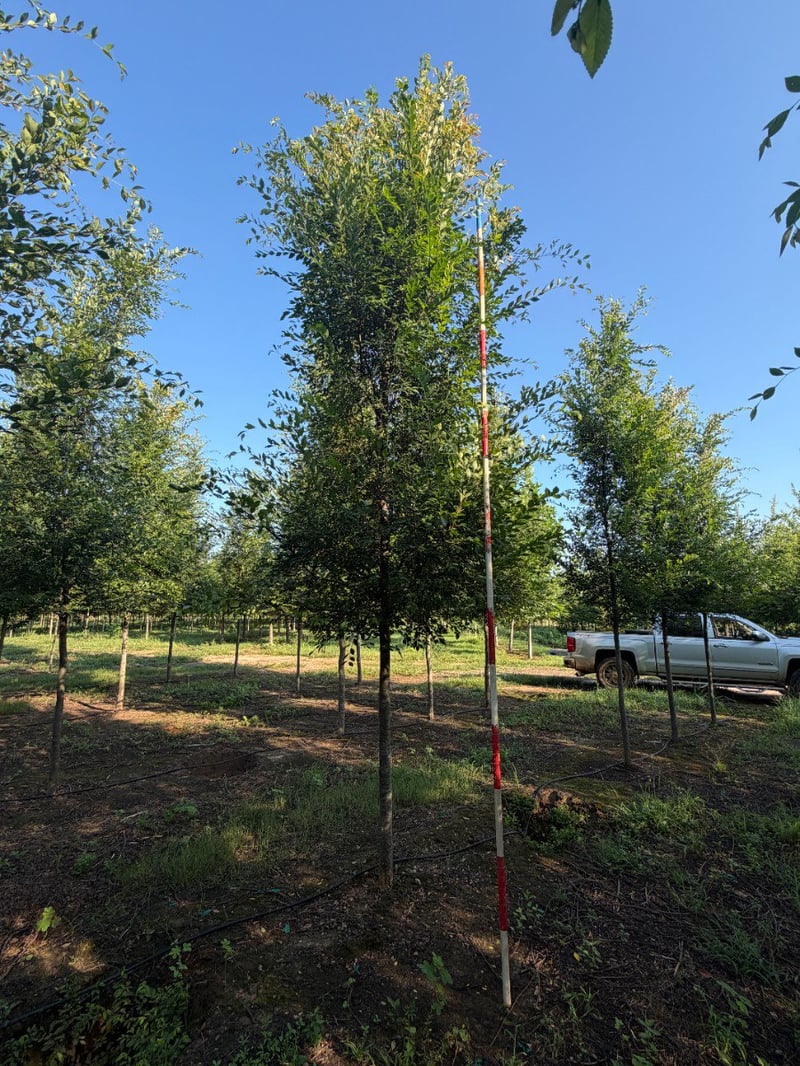 Photo for Ulmus parvifolia 'Bosque' (Bosque Elm)