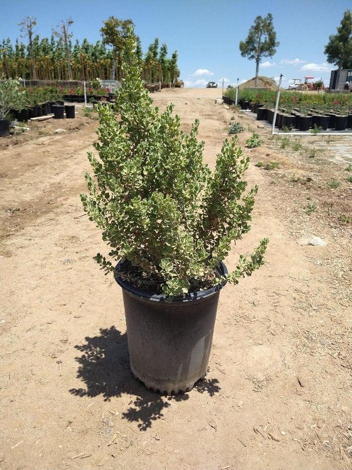 Photo for Leucophyllum langmaniae 'Lynn's Legacy' (Lynn's Legacy Texas Ranger)