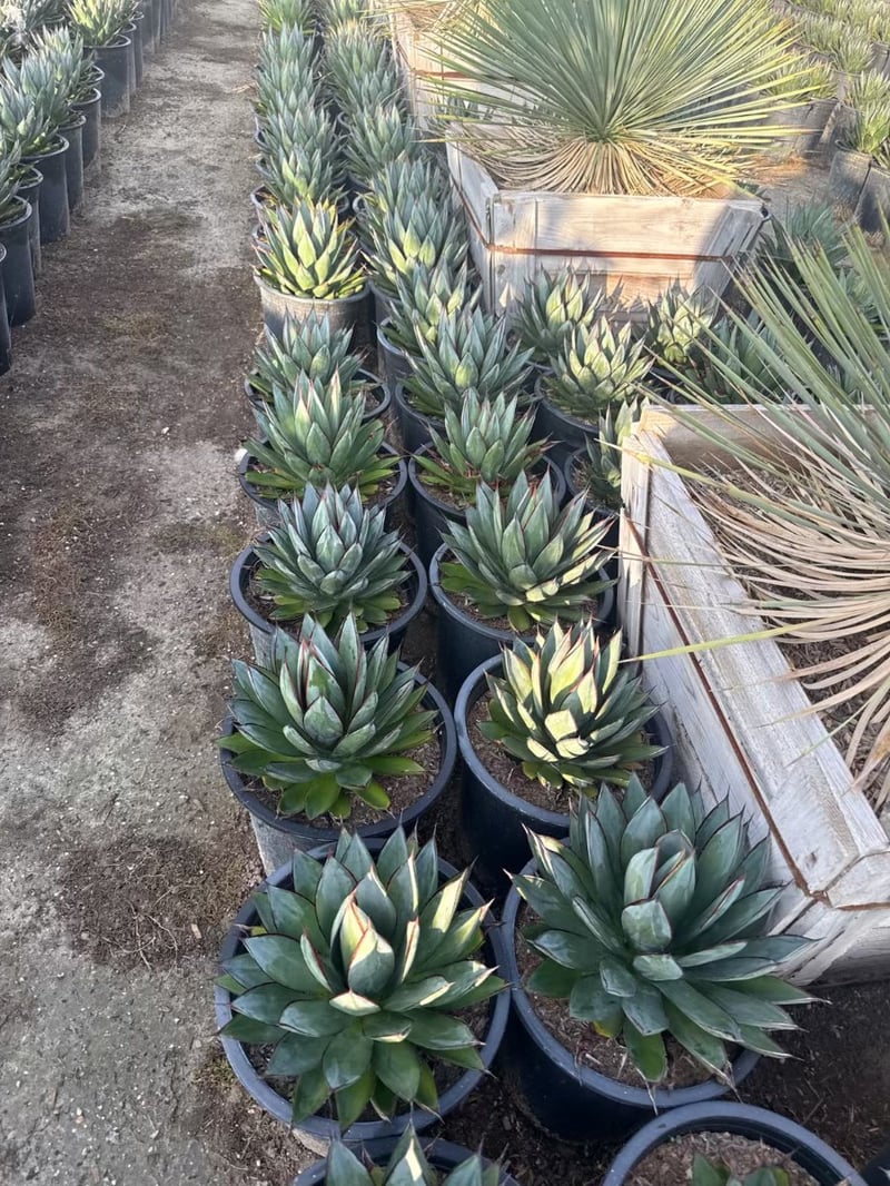 Photo for Agave 'Blue Glow' (Blue Glow Agave)