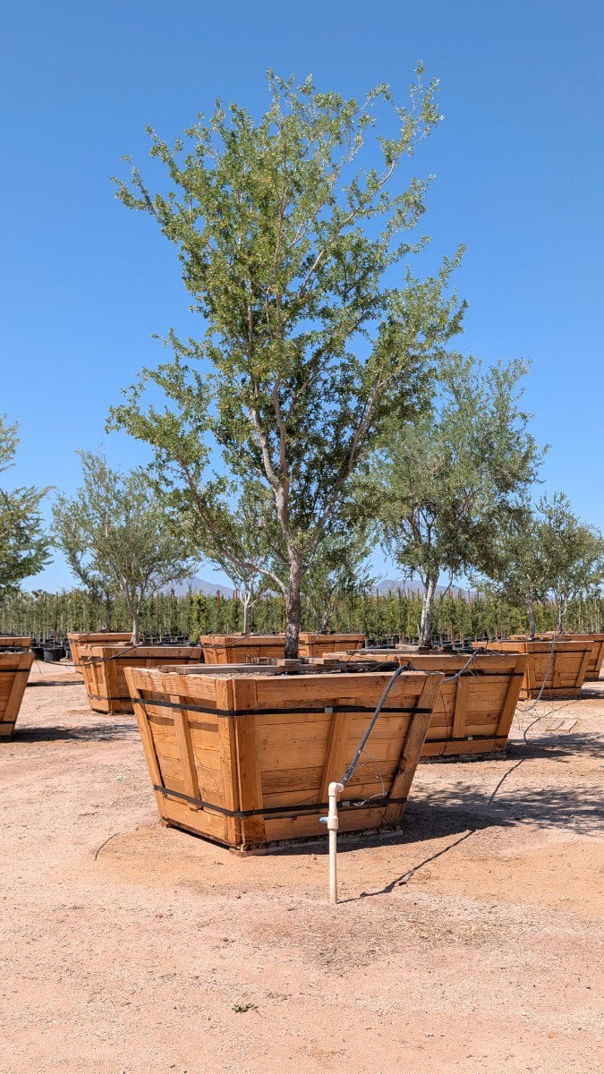 Photo for Pithecellobium flexicaule (Ebenopsis ebano) (Texas Ebony)