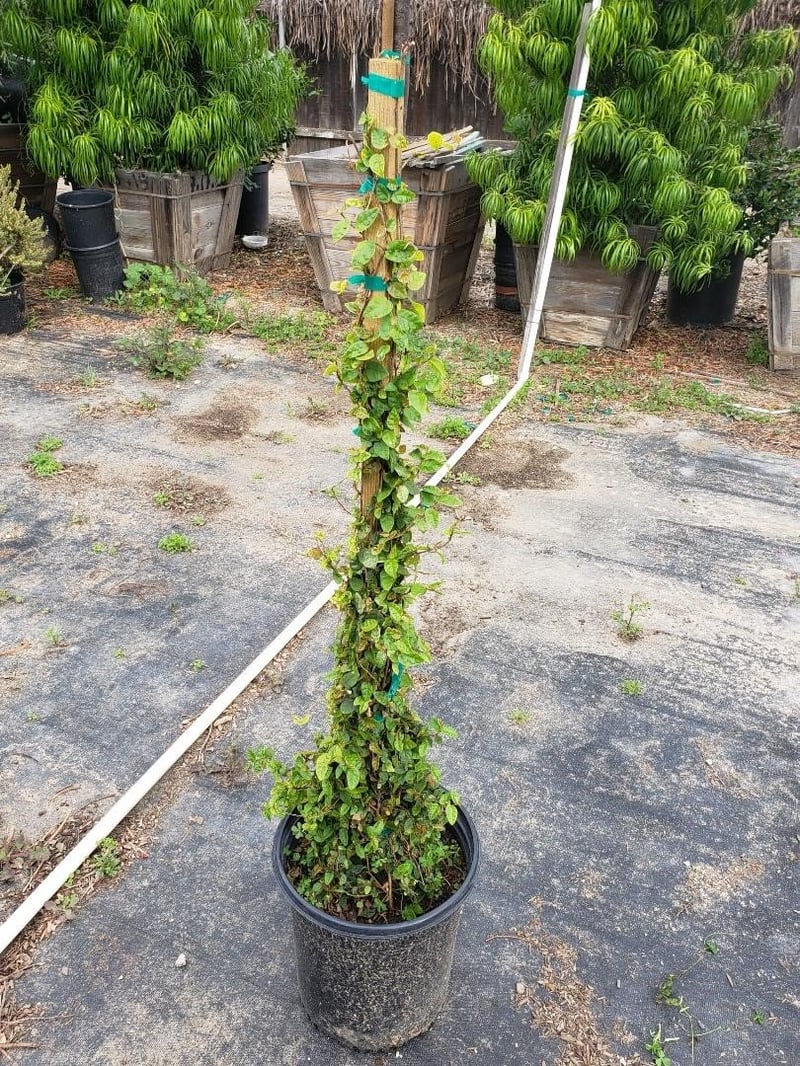 Photo for Ficus pumila (F. repens) (Creeping Fig, Fig Ivy)