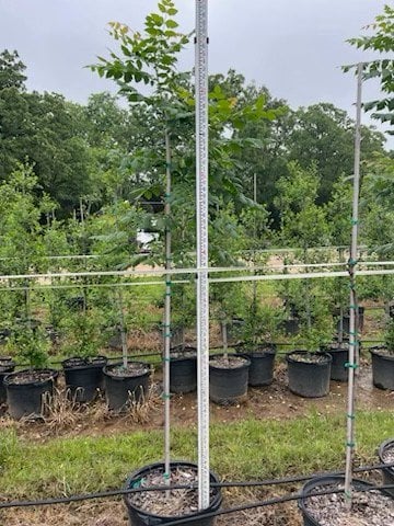 Photo for Koelreuteria paniculata (Golden Rain Tree)