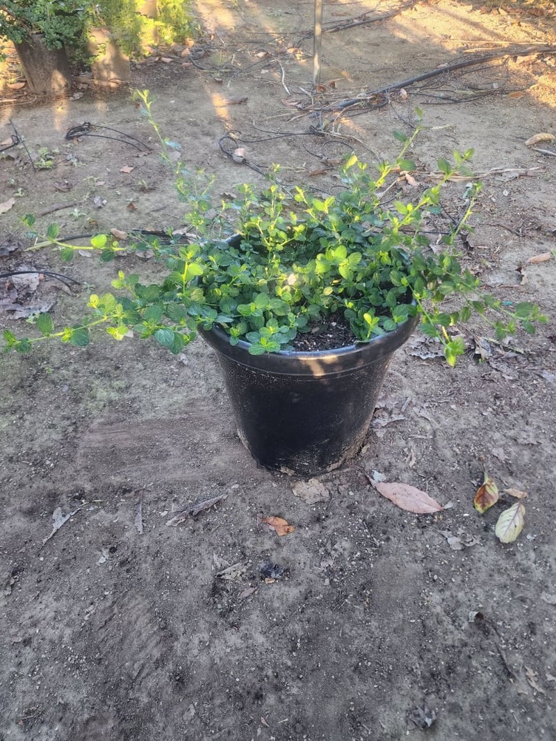 Photo for Ceanothus griseus horizontalis 'Yankee Point' (Yankee Point Ceanothus)