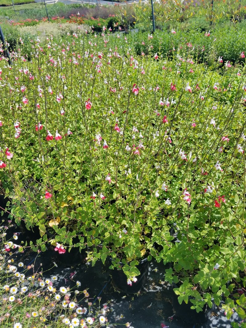 Photo for Salvia microphylla 'Hot Lips' (Hot Lips Sage)
